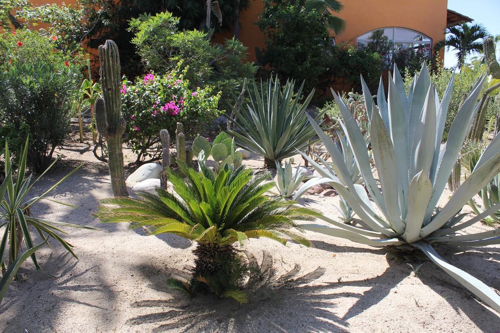 Hotel Posada La Poza Todos Santos Exteriér fotografie